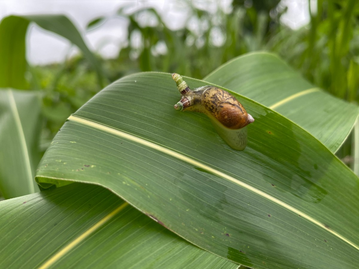 𝐓𝐡𝐞 𝐙𝐨𝐦𝐛𝐢𝐞 𝐒𝐧𝐚𝐢𝐥